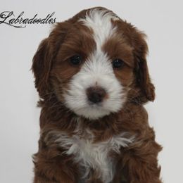Australian Labradoodles from Noble Vestal Labradoodles