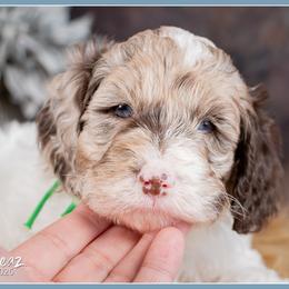 O'Malley - Brown white and tan male Cockapoo puppy in Connersville, Indiana from Deaz Doodle Ranch