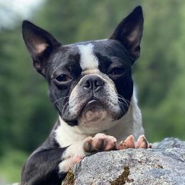 Boston Terriers and French Bulldogs from Billick's Bostons