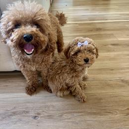 Cavapoo, Cockapoo, Goldendoodle, and Maltipoo Puppies from Perdue Puppies