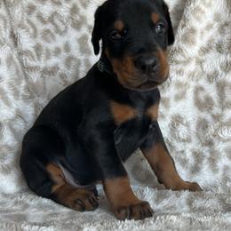 Green - Black and rust male Doberman Pinscher puppy in Muskegon, Michigan from HillStone Dobermans