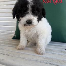 Girl 1 - Parti female Poodle puppy in Travelers Rest, South Carolina from Hampshire Hill’s Standard Poodles
