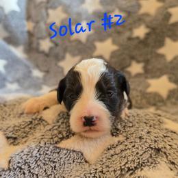 Solar 2 - Red tri-color male Aussiedoodle puppy in Redding, California from House Merrills Minis and Doodles
