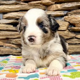 Orion - Blue merle male Australian Shepherd puppy in Red Springs, North Carolina from Julia Rose Ranch