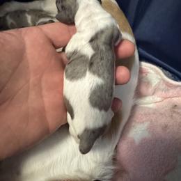 Puppy 3 - Dapple female Dachshund puppy in Copperas Cove, Texas from Creme de la Creme Dachshunds