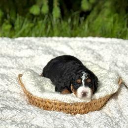 Tilly - Tri-color female Bernedoodle puppy in Bremen, Indiana from Farmland Doodles