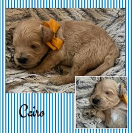 Cairo - Apricot male Goldendoodle puppy in Ankeny, Iowa from Iowadoodles2love