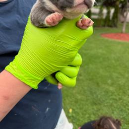 Cinderella - Lilac tri-color female Bulldog puppy in Harvard, Illinois from Bramble & Brute Canines