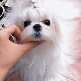 Sadie - Maltese