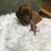 BlueBoy - Mahogany male Irish Setter puppy in Longview, Washington from Royal Redheads Irish Setters
