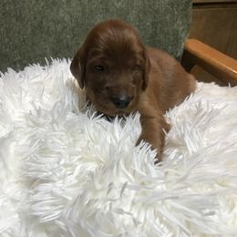 BlueBoy - Mahogany male Irish Setter puppy in Longview, Washington from Royal Redheads Irish Setters