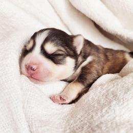 Han Solo - Tri-color male Pomsky puppy in Sand Coulee, Montana from Big Sky Pomskies