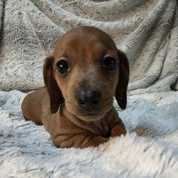 Lucifer 2500 - Dapple male Dachshund puppy in Lady Lake, Florida from Sausage Squad Kennels