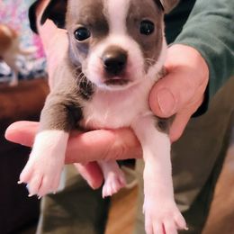 Adam - Blue and white male Chihuahua puppy in Greenfield, Ohio from Paradise Chihuahua Kennel