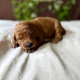 Dandelion (white) - Red  female Goldendoodle puppy in Hutto, Texas from Crystal's Goldendoodles
