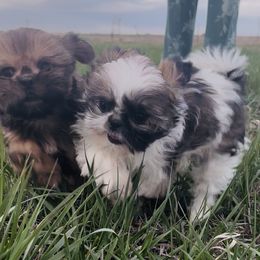 Shih Tzu puppies from Victorio Boxers & Shih-Tzu's
