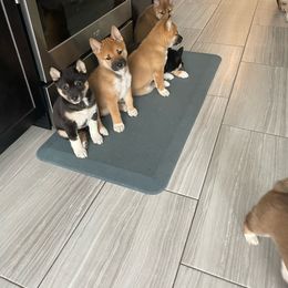 Shiba Inu Puppies from Shiba Inu Loving Care