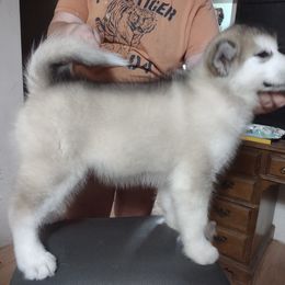 Alaskan Malamute Puppies from Maelstrom Alaskan Malamutes