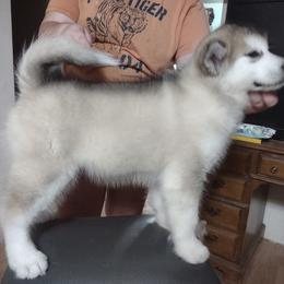Alaskan Malamute Puppies from Maelstrom Alaskan Malamutes