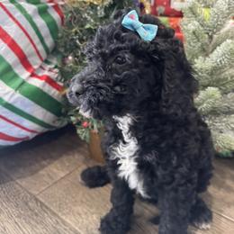Bluegrass Bluey - Black female Goldendoodle puppy in Camden, North Carolina from Oopsie Doodles of NC
