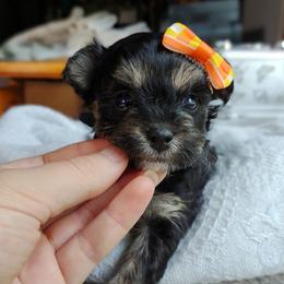 Companion Cross, Havanese, Mal-Shi, Maltese, Maltipoo, Morkie, and Shih Tzu Puppies from Seeking Shalom Acres Maltese, Maltipoos & Havamalts