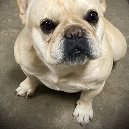 French Bulldog All Grown Up from East 40 Frenchies
