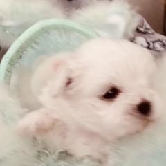 Shichon and Shih Tzu Puppies from Angie’s Teddy Bear Puppies Minnesota