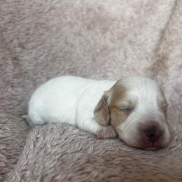 Firefly - Piebald male Dachshund puppy in Highland, California from BAES Teufelshunde