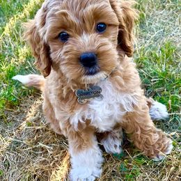 Australian Labradoodle and Goldendoodle Puppies from Annie's Doodles