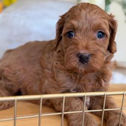 Lavendar - Apricot female Cavapoo puppy in Yuciapa, California from AlltheDoodlez_