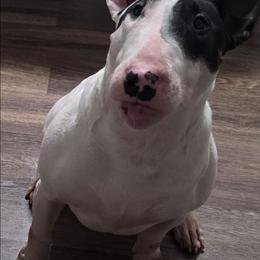 Leia - Bull Terrier