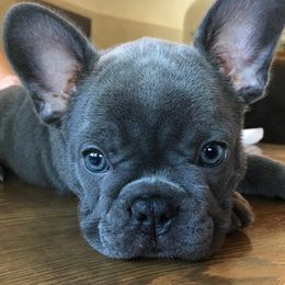 French Bulldog Puppies from Mon Chéri French Bulldogs