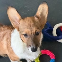 Green Collar - Sable female Pembroke Welsh Corgi puppy in Nevada, Iowa from Rogers AKC Corgis of Iowa.