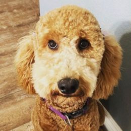 Goldendoodles from Lacey's Legacy Doodles