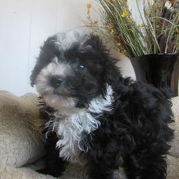 Fendi Sue - Black and white female Aussiedoodle puppy in Warrensburg, Missouri from Booty Shaker Toy and Miniature Poodles and Aussies