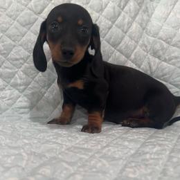 Black and tan male - Black and tan male Dachshund puppy in Galax, Virginia from Dells  Dachshund’s