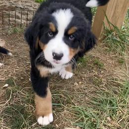 Misty - Tri-color female Bernese Mountain Dog puppy in Rural Retreat, Virginia from Bernese Bunker