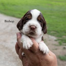 Bishop - Liver white and tan male English Springer Spaniel puppy in Manchester, Kentucky from Appalachian Kennels