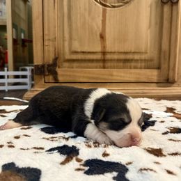 Girl Puppy - Black and tan female Pembroke Welsh Corgi puppy in Johnson City, Texas from McCall Creek Corgis