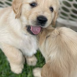 Golden Retrievers from Cedar Ridge AKC Golden Retriever Puppies