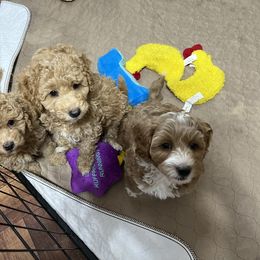 Goldendoodle Puppies from Doodle Vibes of Delaware