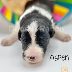 Aussiedoodle and Bordoodle Puppies from Dood B Ranch Doodles
