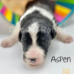 Aussiedoodle and Bordoodle Puppies from Dood B Ranch Doodles