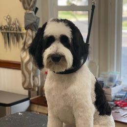 Sunshine - Bernedoodle