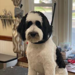 Sunshine - Bernedoodle