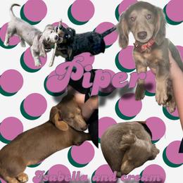 Piper - Dachshund