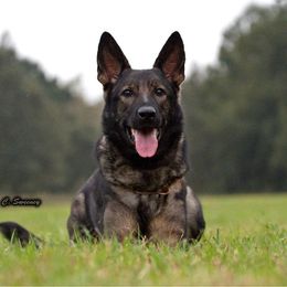 Hera - German Shepherd