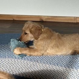 Golden Retriever Puppies from Lindsey