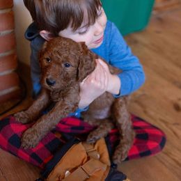 Goldendoodle Puppies from It's Reigning Red Goldendoodles