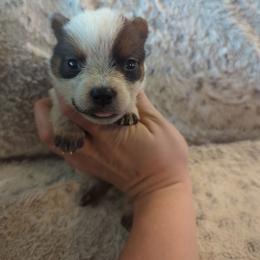 Firefly - Red speckled female Australian Cattle Dog puppy in Mena, Arkansas from Red Desert Australian Cattle Dogs